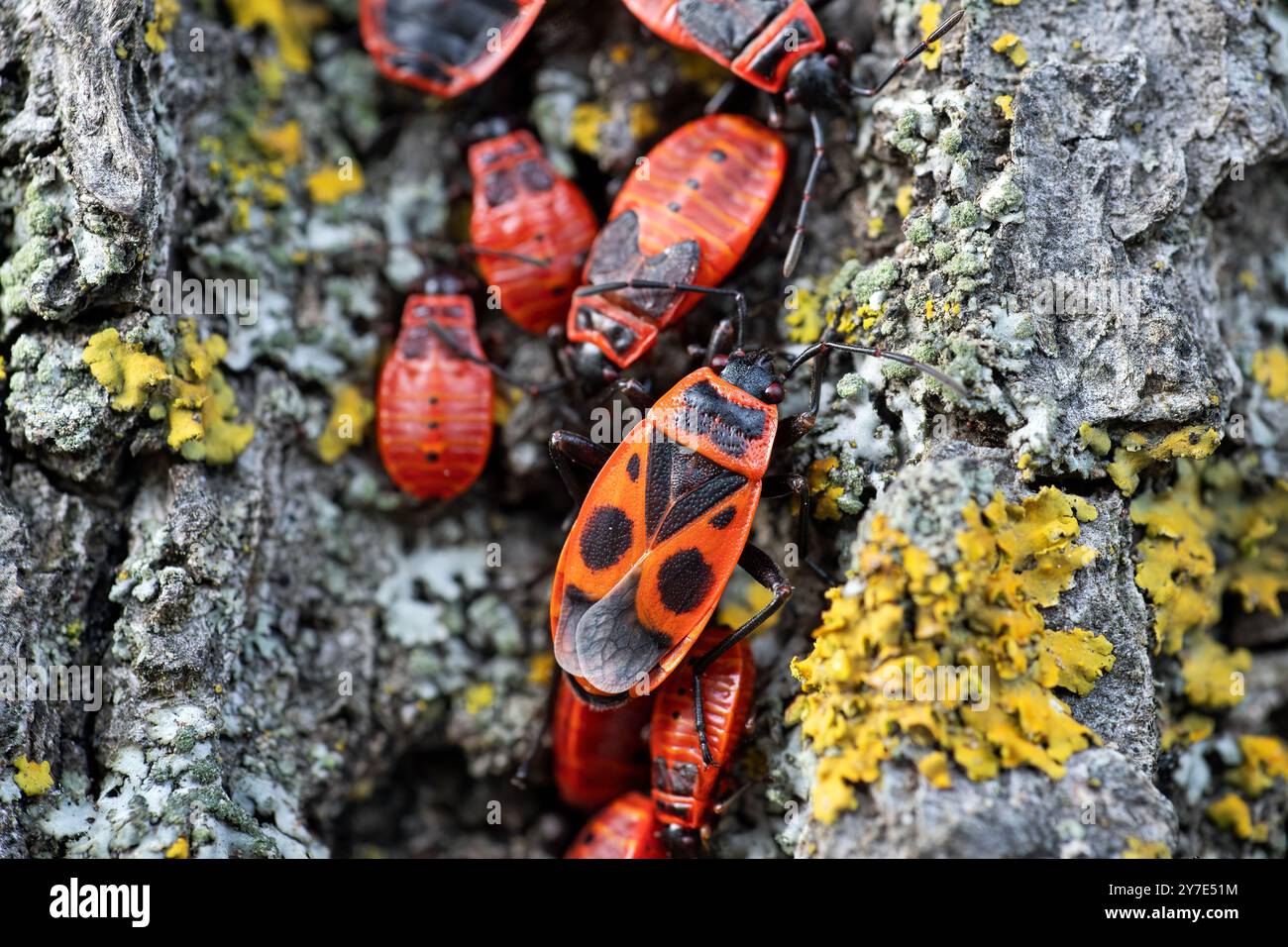 Firebug (Pyrrhocoris apterus) Foto Stock