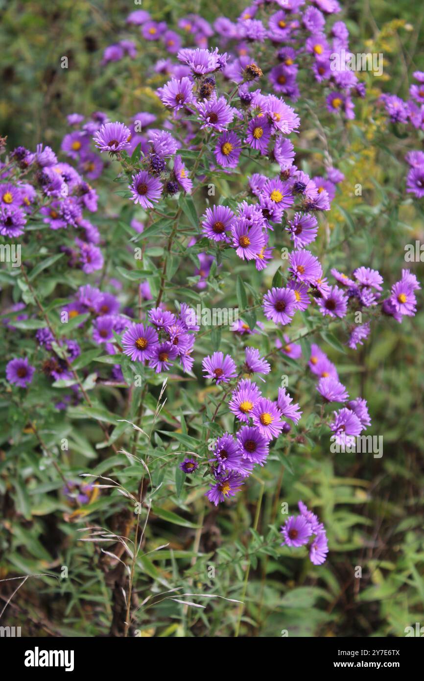 Molti New England aster fioriscono alla Old School Forest Preserve di Libertyville, Illinois Foto Stock