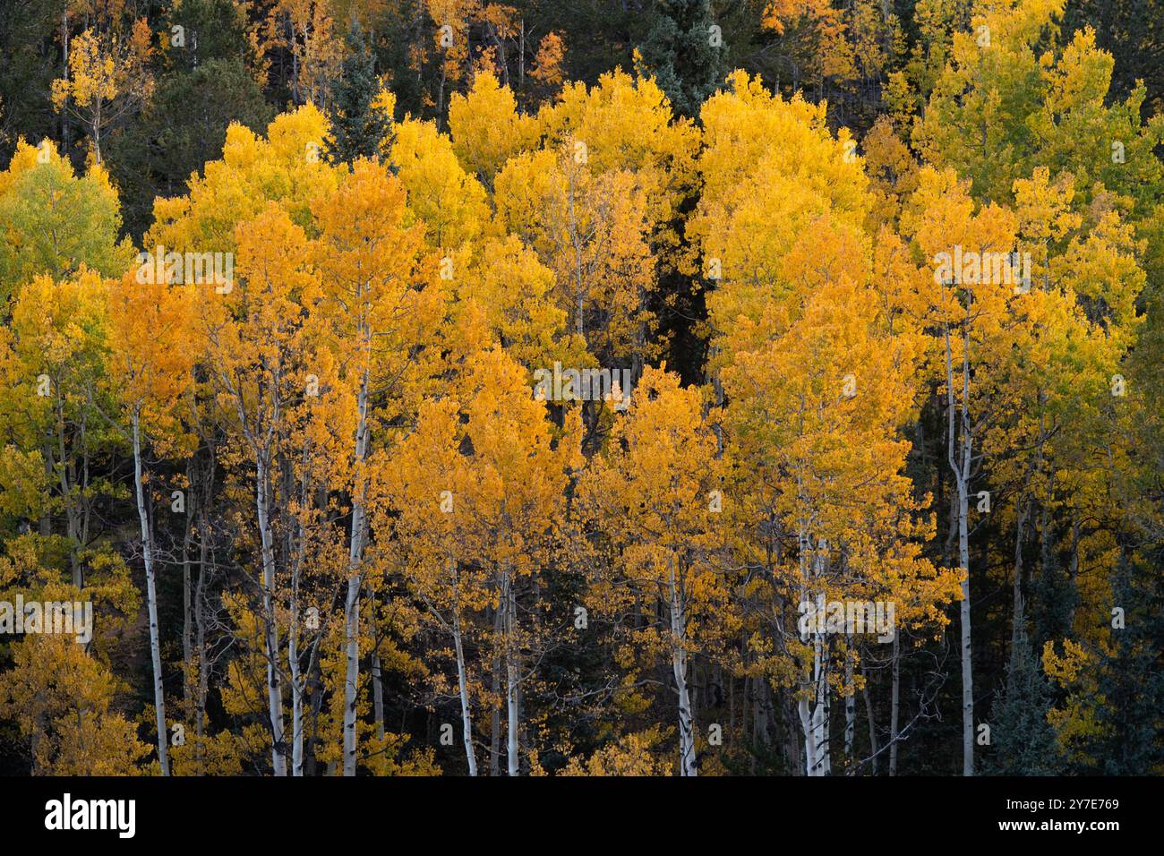 Colori autunnali con alberi di pioppo vicino a Pikes Peak, Colorado, 25 e 27 settembre 2024 Foto Stock