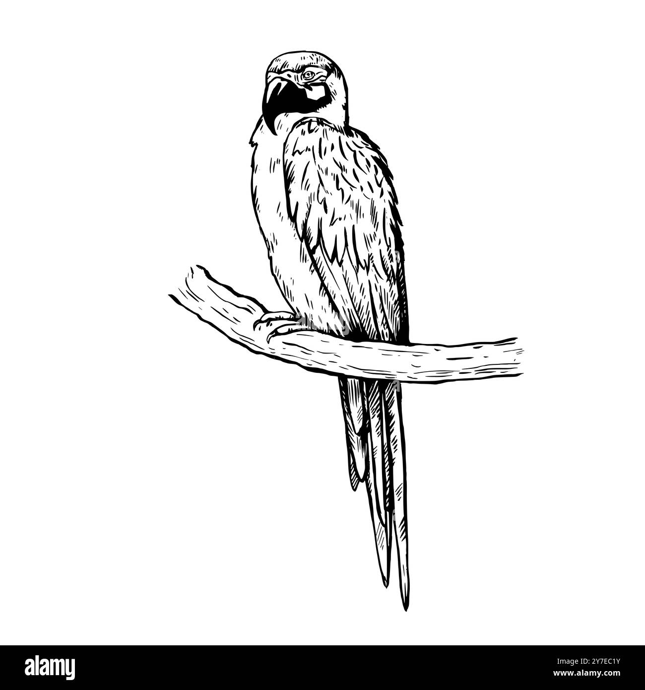 Illustrazione dettagliata e realistica disegnata a mano del pappagallo d'ara in stile incisione retrò. Illustrazione Vettoriale