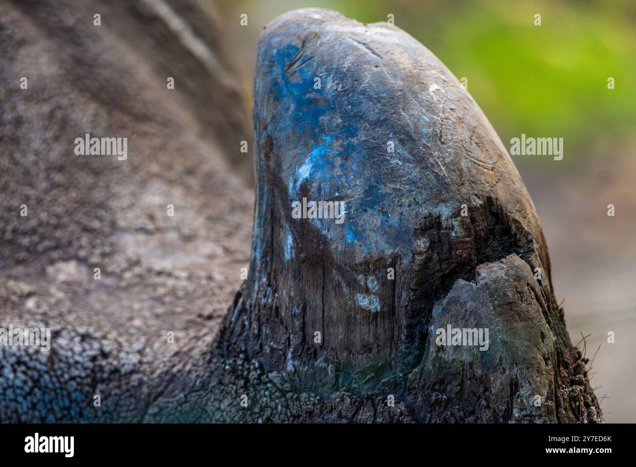 Vista ravvicinata di un ippopotamo che mostra la sua pelle ruvida e le caratteristiche uniche in un habitat naturale durante il giorno Foto Stock