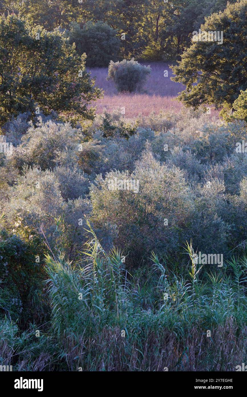 Colori verde e viola in un campo pieno di alberi a Montefiascone, Lazio, Italia. 29 settembre 2024 Foto Stock
