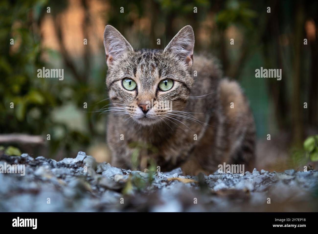 Ritratto ravvicinato di un gatto domestico che insegue il giardino delle prede. Mousse di caccia al gatto in giardino la sera d'estate. Foto Stock