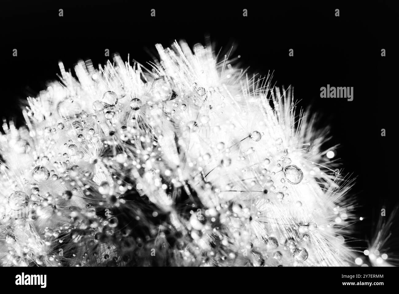 Bellissime gocce di rugiada su semi di dente di leone macro. Splendido sfondo nero e morbido. L'acqua cade sul dente di leone dei paracadute. focalizzazione delicata sulle goccioline d'acqua. sfondo astratto. Natura macro. Verticale Foto Stock