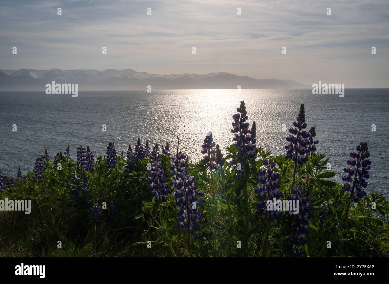 Viste al largo della costa di Húsavík in Islanda Foto Stock