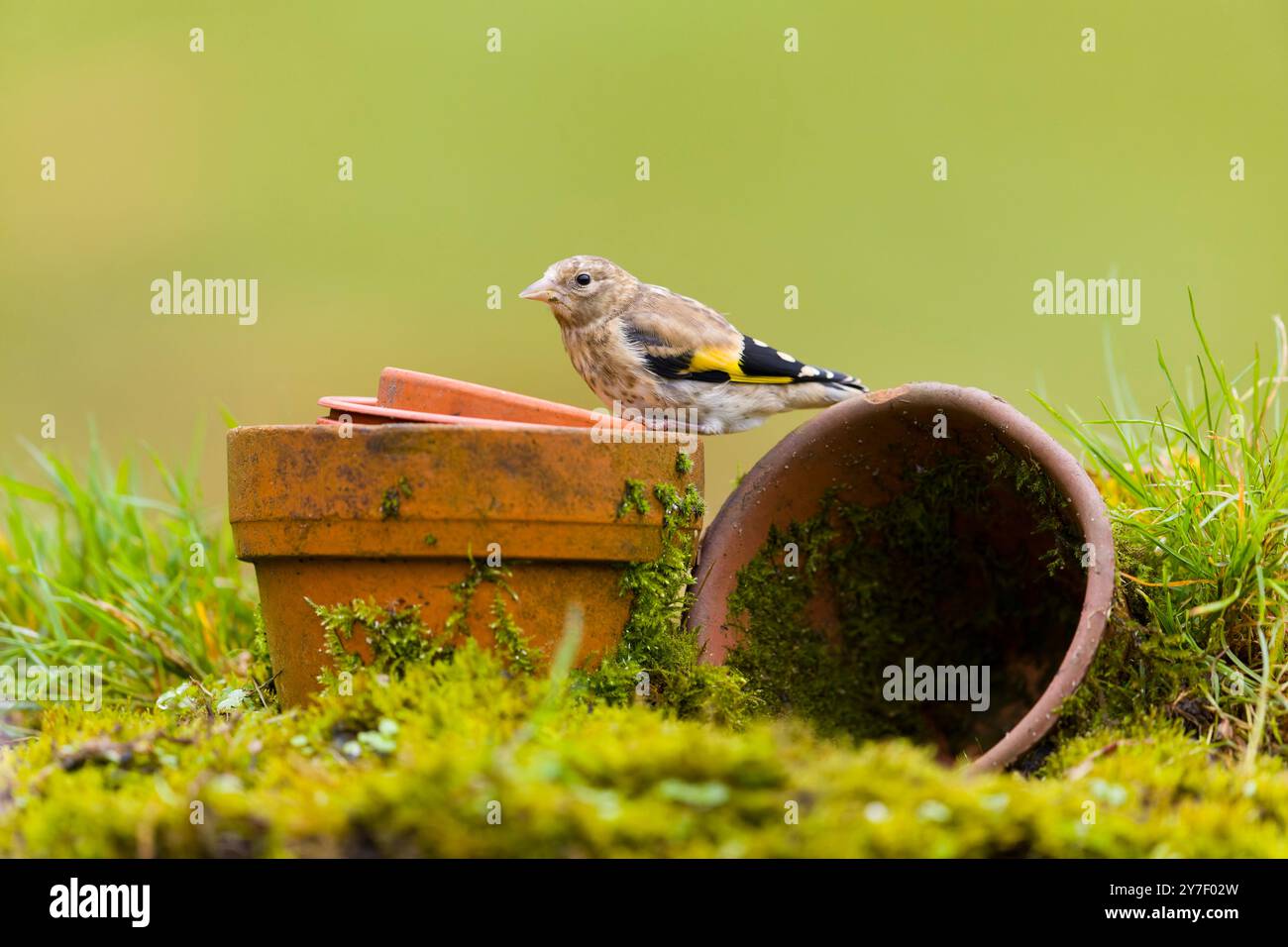 European goldfinch Carduelis carduelis, giovanile arroccato su vasi di fiori, Suffolk, Inghilterra, settembre Foto Stock