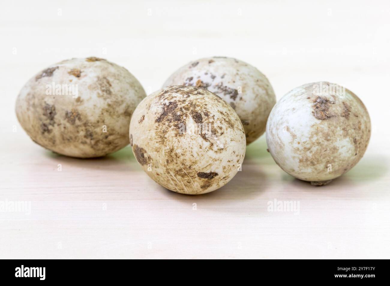 Le uova di anatra bianca, fresche dalla fattoria, sono ancora coperte di sporcizia e escrementi di anatra. Foto Stock