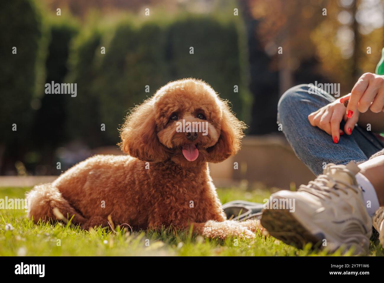 ritratto di un cane maltipoo felice, cane bruno steso sull'erba accanto al proprietario, cane che cammina Foto Stock