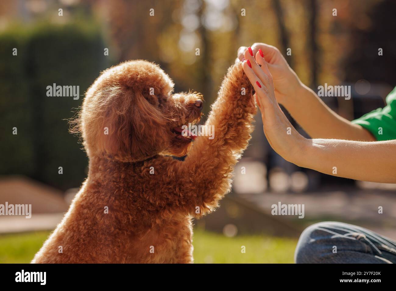 Simpatico cane Maltipoo che dà cinque a donne all'aperto, primo piano, concetto di amore per gli animali, allenamento dei cani Foto Stock