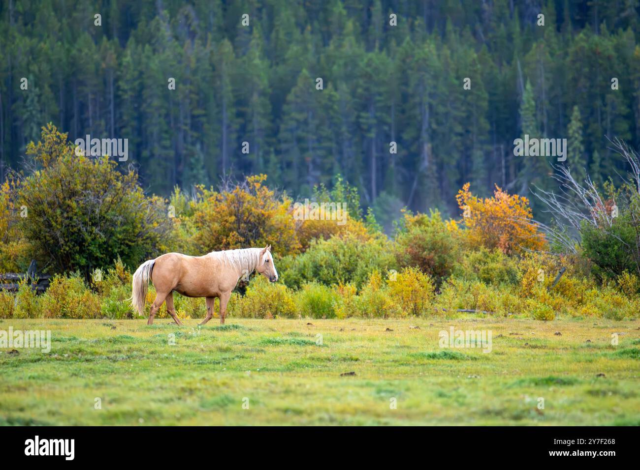 Un cavallo palomino che pascolano in un prato verde rigoglioso con una fitta foresta sullo sfondo. Foto Stock