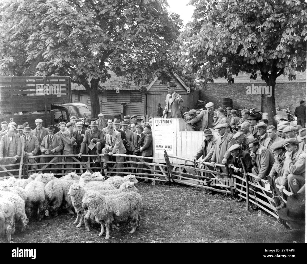 Un giudice nell'anello d'asta delle pecore a Tenterden. 3 maggio 1948 Foto Stock