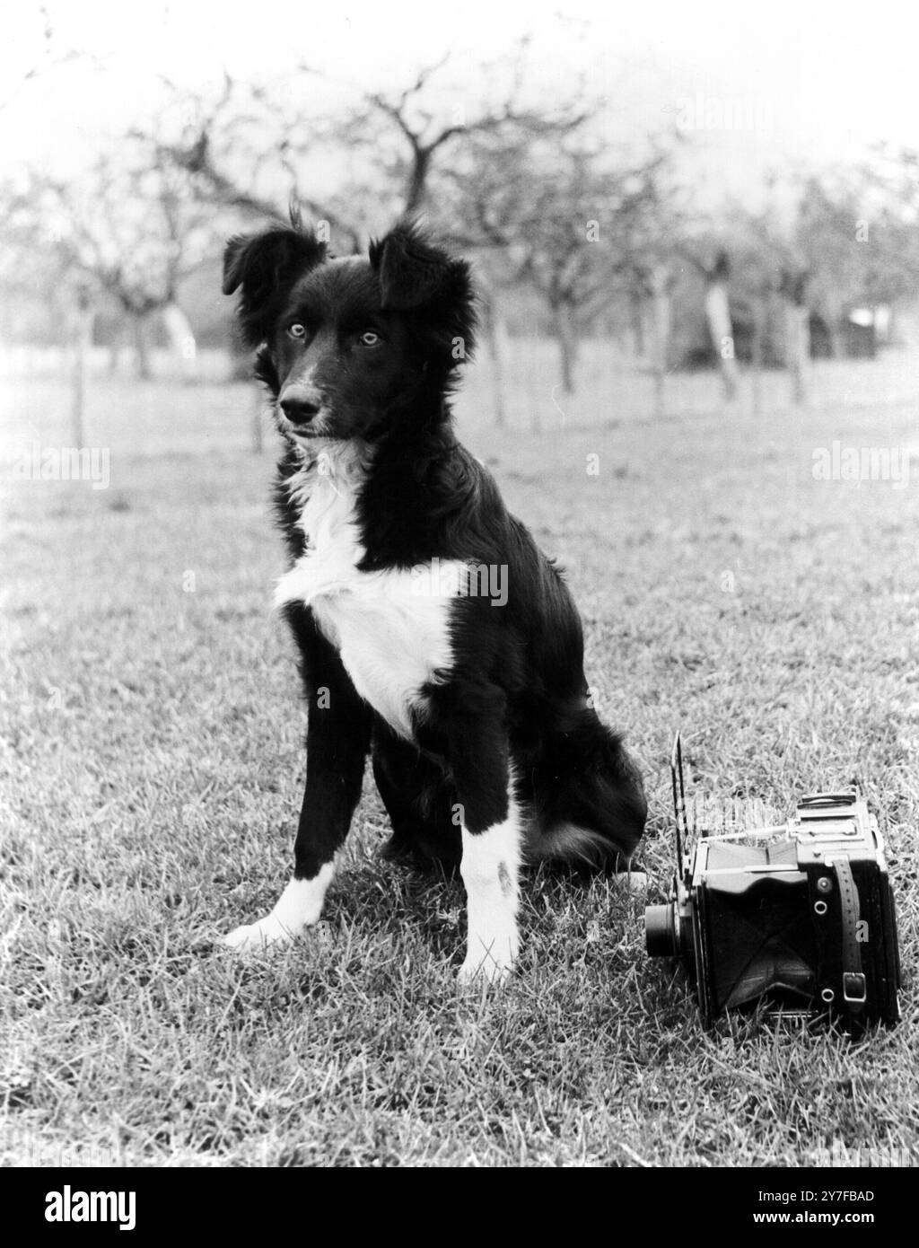 Collie. Foto Stock
