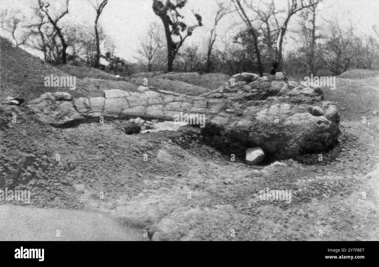 17 gennaio 1925: Più dell'altezza media di un uomo, la lama della spalla di un dinosauro trovato a Tendaguru. 6 piedi 2 pollici. Foto Stock