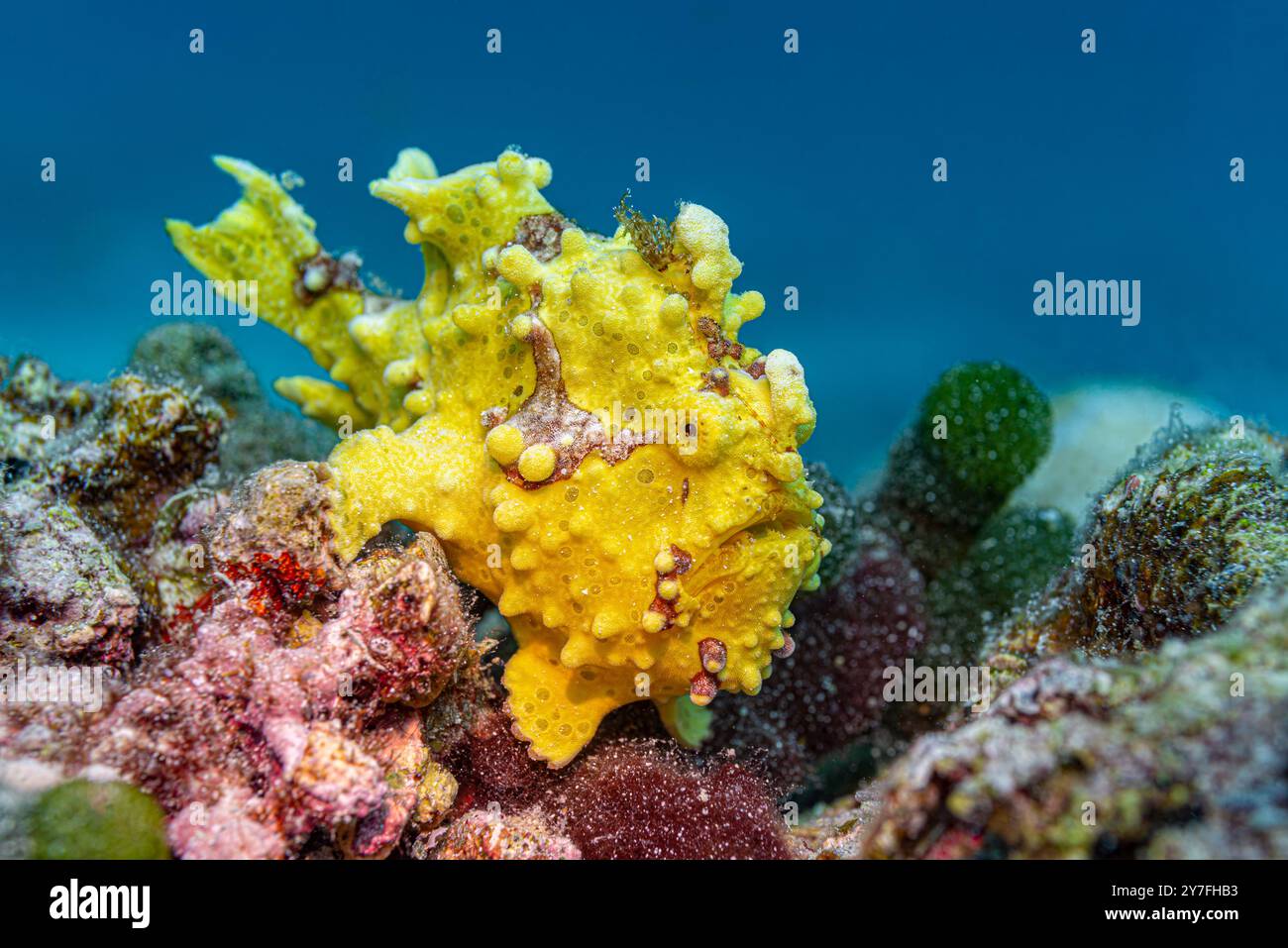 Frogfish verruca gialla che riposa sui coralli Foto Stock