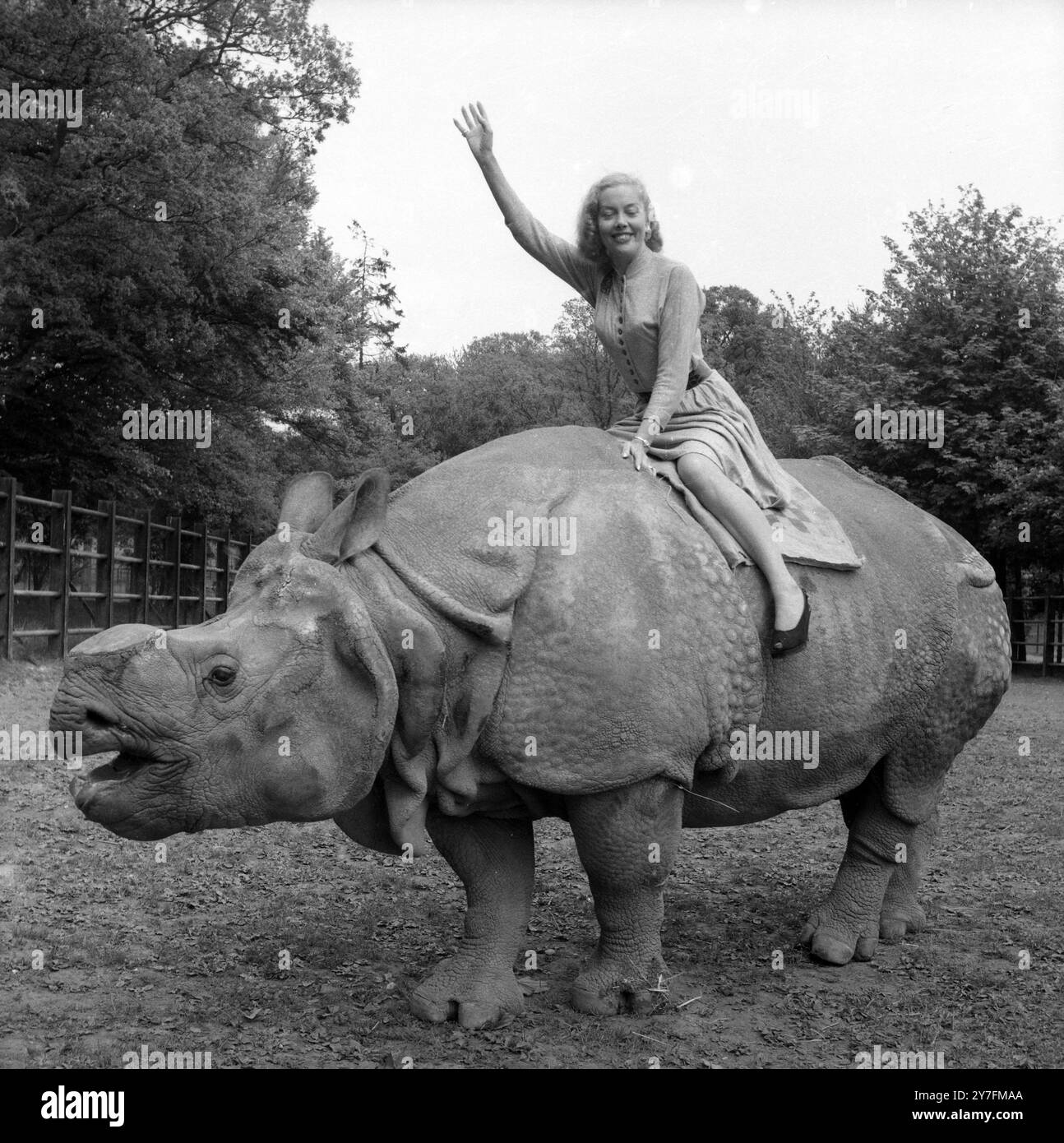 Michaela Denis cavalca un rinoceronte allo zoo Whipsnade. Lei e suo marito Armande Denis erano star televisive estremamente popolari degli anni '1950 e '1960 con la loro serie che include le riprese di animali selvatici, le riprese in Africa e su Safari. Foto Stock