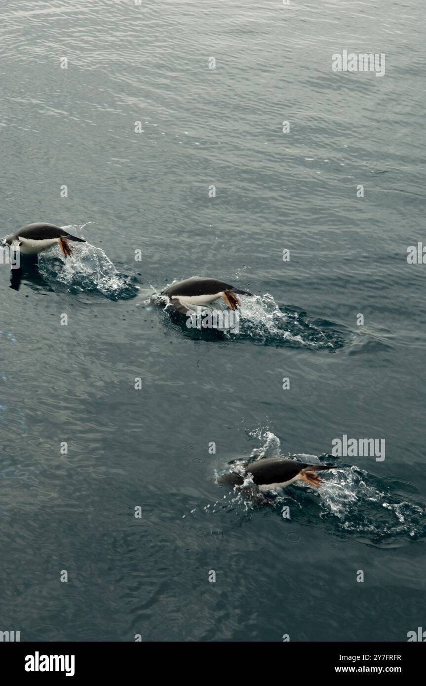 Un gruppo di pinguini nuota attraverso le acque dell'Antartide. Foto Stock