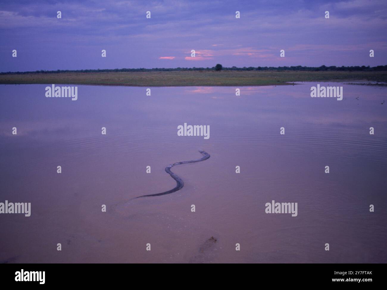Anaconda scivola attraverso l'acqua. Foto Stock