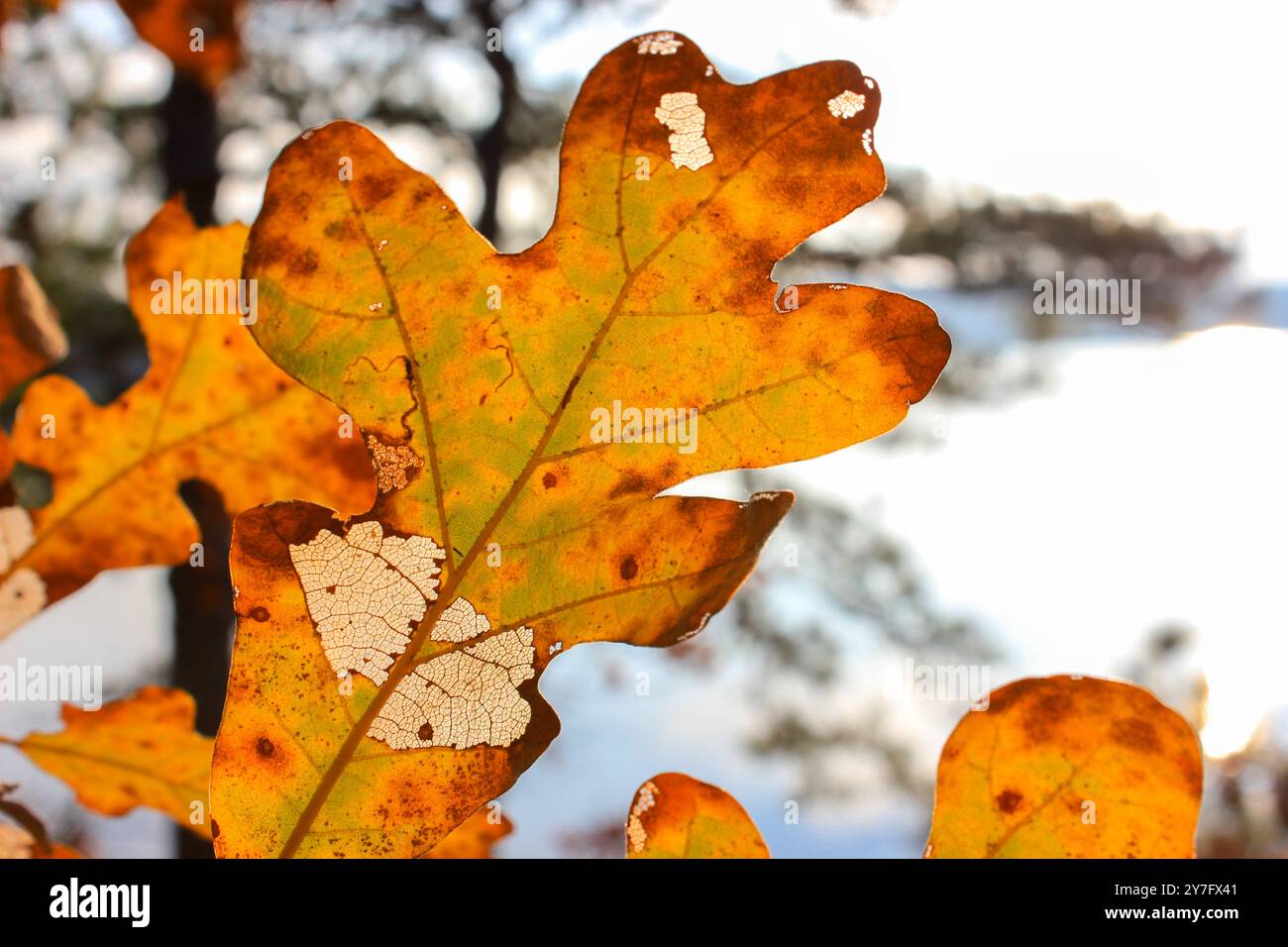 Foglie autunnali colorate e ricche di dettagli con venature fresche Foto Stock