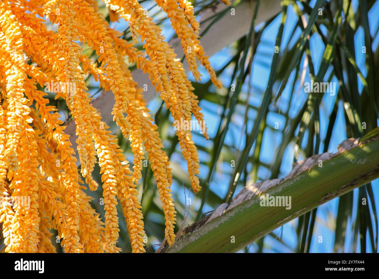 Palma tropicale estiva astratta Foto Stock