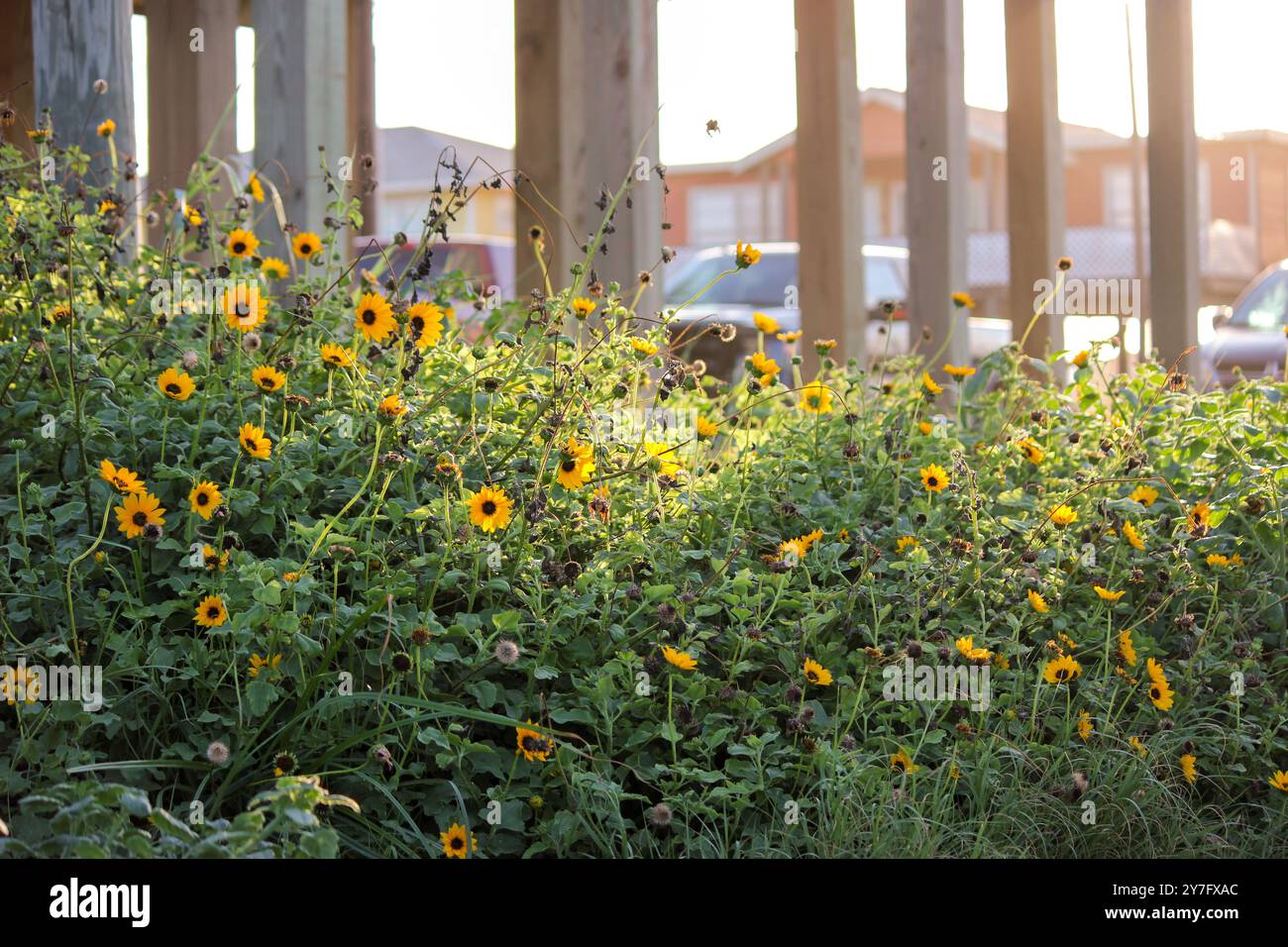 Verde Seaside Wild Sunflower Bushel Foto Stock