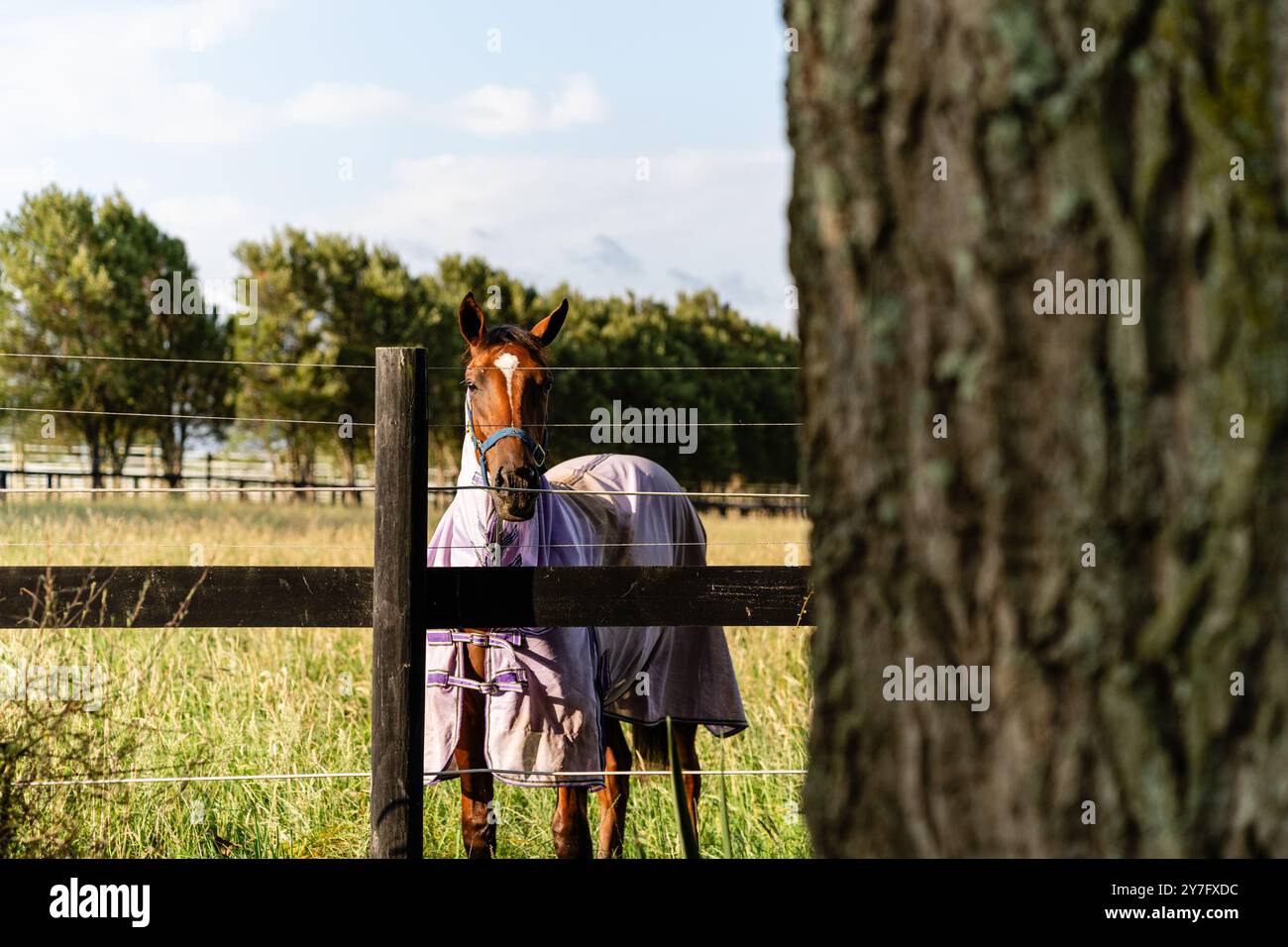 Cavallo in un paddock dietro una recinzione con copertura Foto Stock