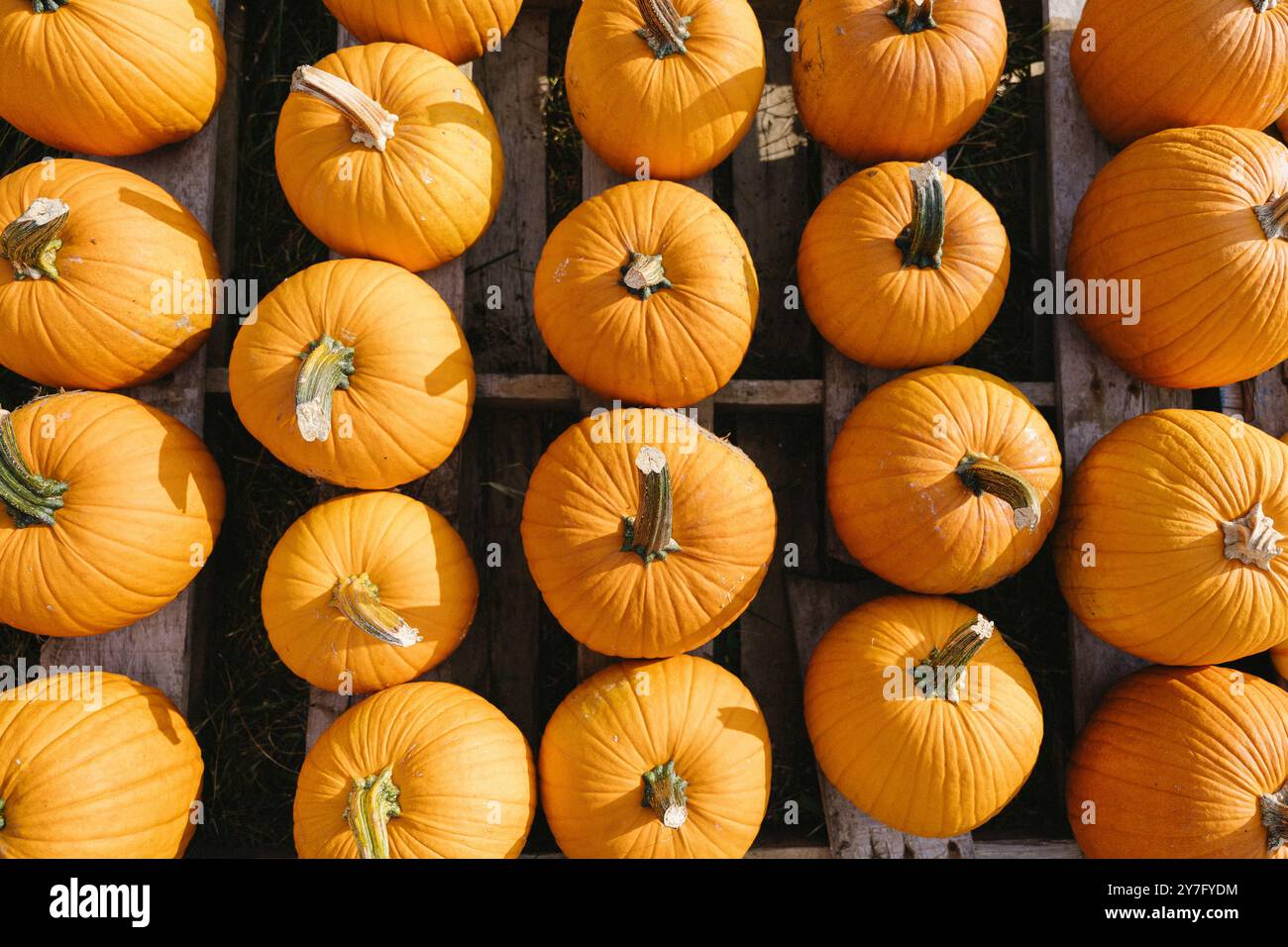 Vista ad alto angolo delle zucche arancioni Foto Stock