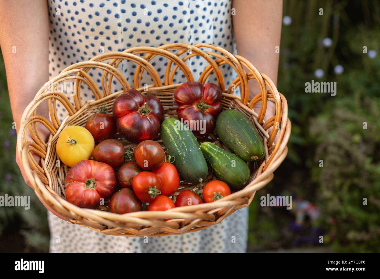 donna che tiene un cestino di pomodori e cetrioli Foto Stock