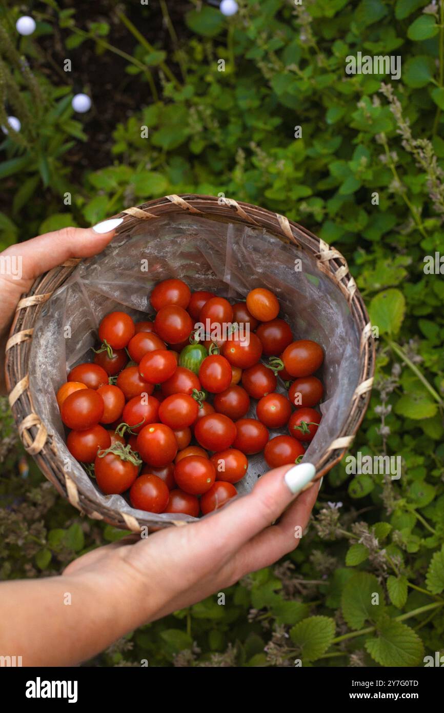 raccolta di pomodori ciliegini nel cortile posteriore nel cestello Foto Stock