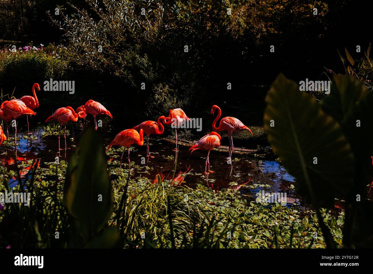 fenicotteri rosa seduti nello stagno dello zoo di san diego Foto Stock