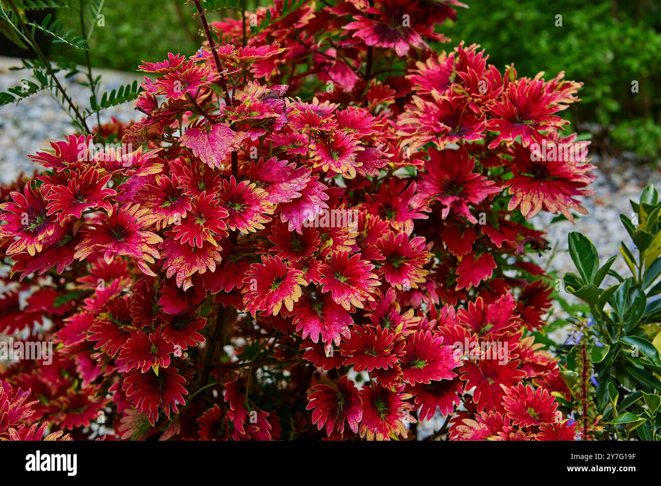 Vista ravvicinata delle foglie rosse di Coleus Foto Stock