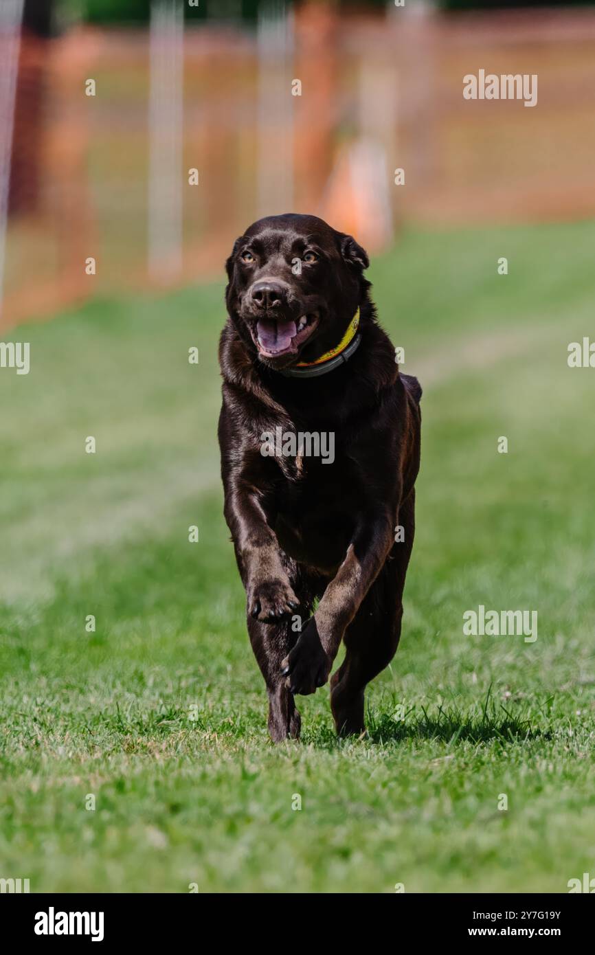 Chocolate Labrador Retriever Lab Running Lure Course Dog Sport Foto Stock