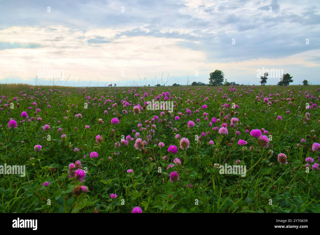 Prato estivo con trifoglio. Fiori rosa e bianchi nell'erba verde. Piante curative e foraggere. Fiori in natura Foto Stock