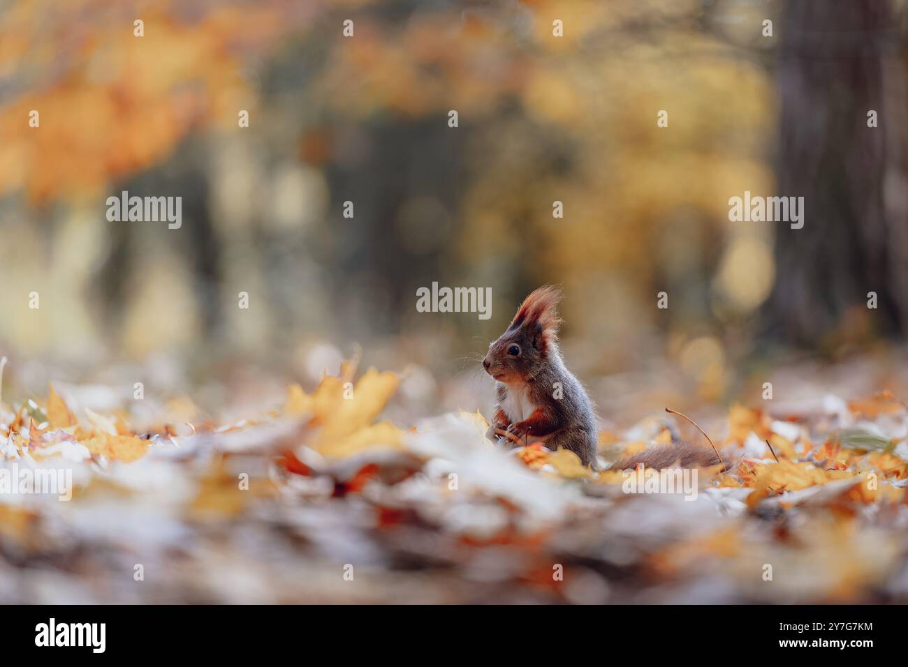 Uno scoiattolo rosso (Sciurus vulgaris) è seduto nelle foglie autunnali nella foresta, nutrendosi. La scena cattura i bellissimi colori autunnali e l'atmosfera wi-fi Foto Stock