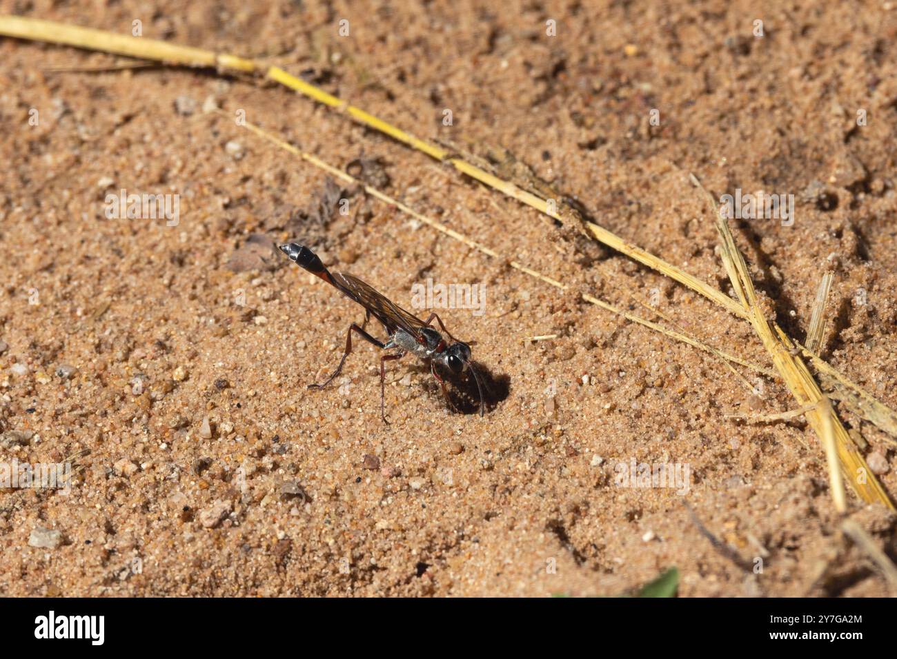 Una vespa a vita filata femmina scaverà una tana che metterà diversi caterpillari paralizzati e deporrà un uovo. sono vespe solitarie Foto Stock