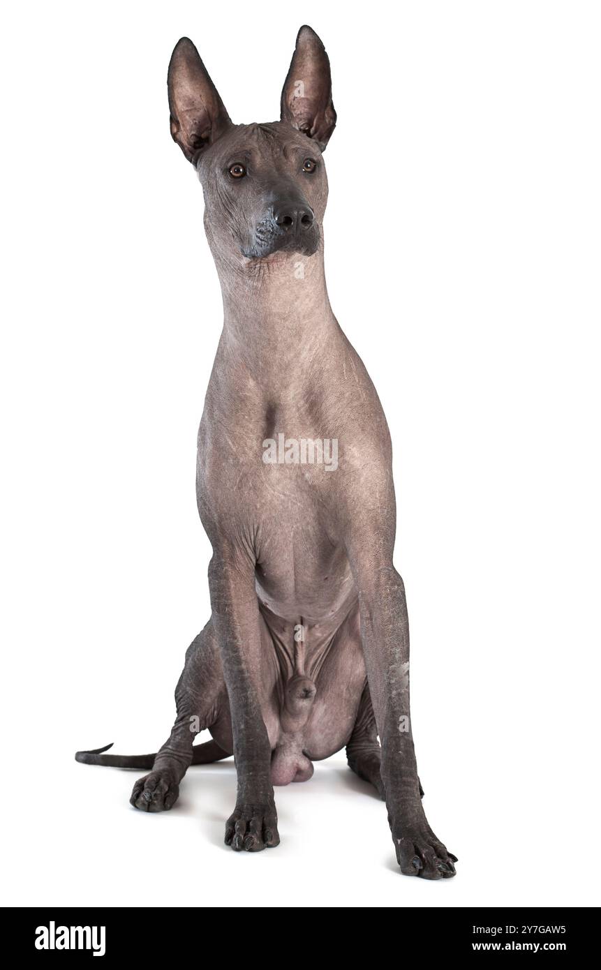 Xoloitzcuintle messicano seduto su sfondo bianco Foto Stock