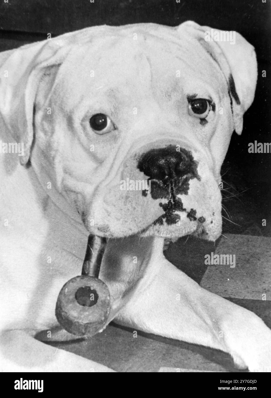 CANE BOXER FUMATORE DI PIPA / ; 17 NOVEMBRE 1964 Foto Stock