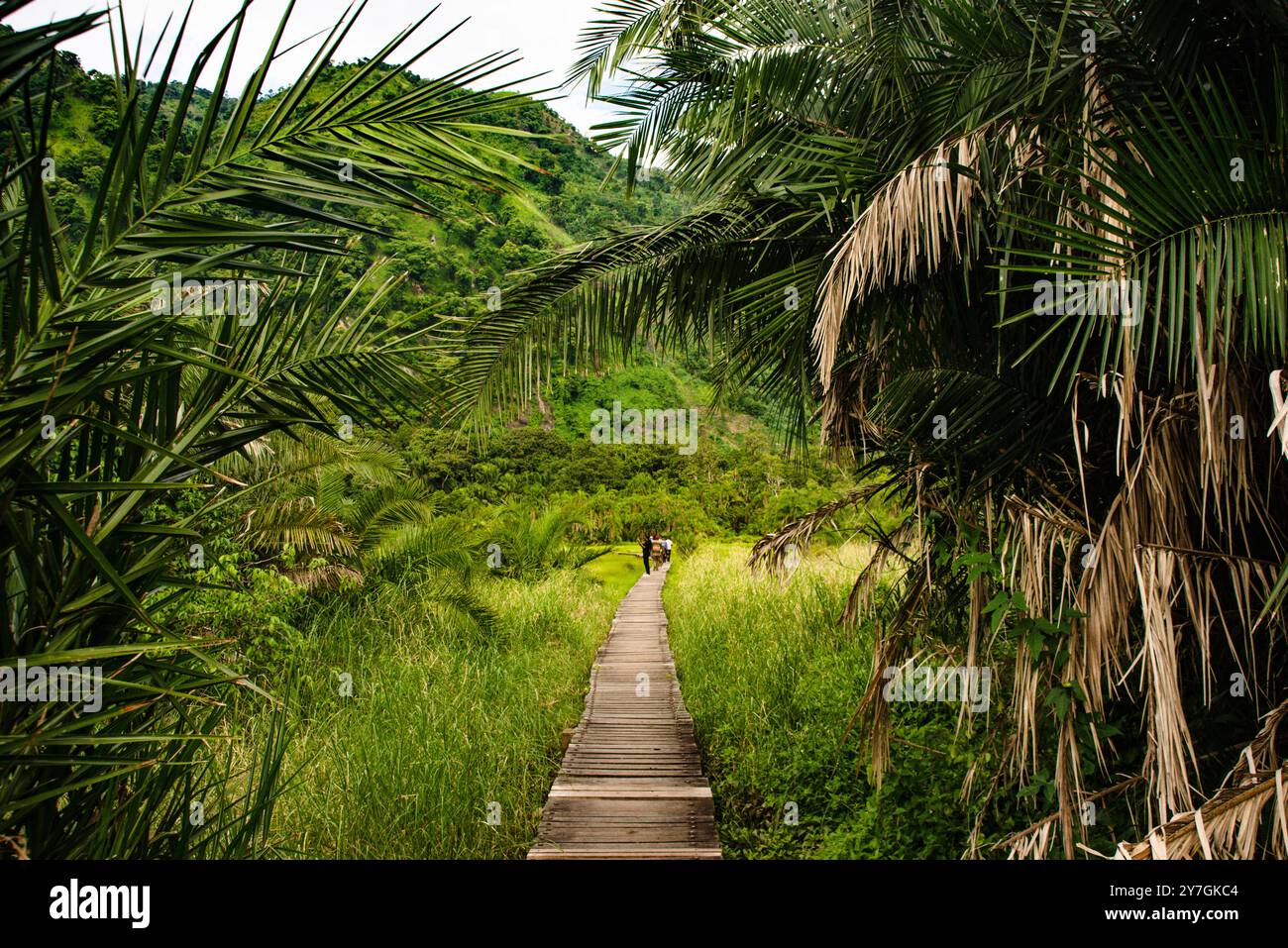 Tavole da passeggio nel Parco Nazionale di Semliki - Uganda Foto Stock