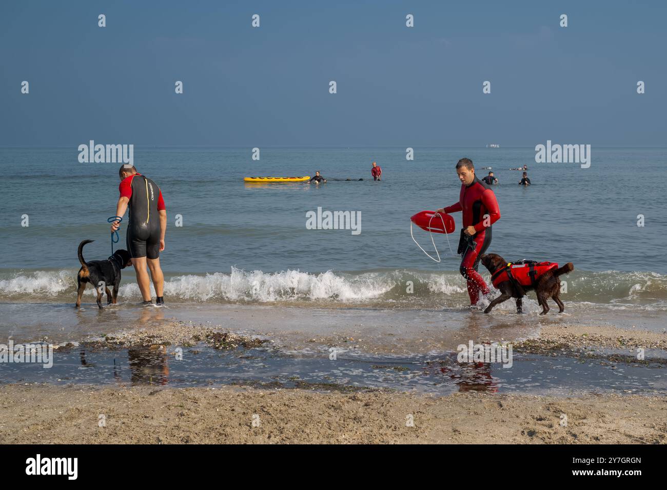 Cervia, provincia di Ravenna; Emilia-Romagna, Italia. Addestramento dei cani di soccorso sulla spiaggia. Foto Stock