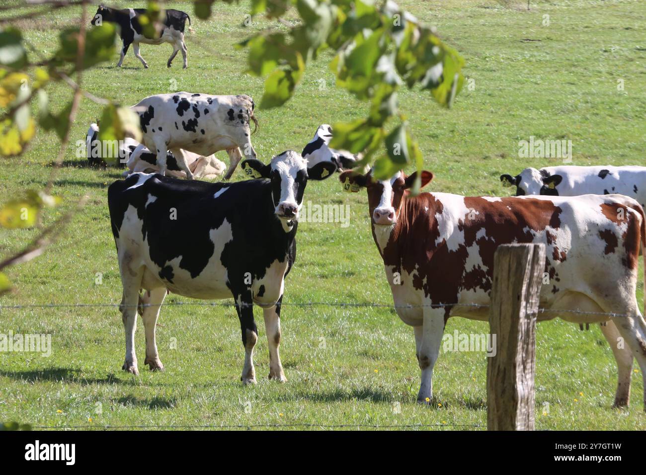 Kühe stehen am Freitag 27.09.2024 a Groß Markow Landkreis Rostock auf einer Weide. Nel Meclemburgo Vorpommern gibt es in zunehmendem Maße immer weniger Milchkühe. Einerseits haben in der zurückliegenden Jahren zahlreiche Bauern wegen der sehr geringen Milchpreise ihre Betriebe aufgegeben und anderseits konnten verschiedene Landwirte die sich ständig ändernden Bedingungen im Tierschutzrecht nicht mehr umsetzen. Damit Hat das Bild von glücklichen Kühen auf einer Weide im Nordosten schon fast Seltenheitswert. *** Le mucche sorgono su un pascolo venerdì 27 09 2024 a Groß Markow, distretto di Rostock in Mec Foto Stock