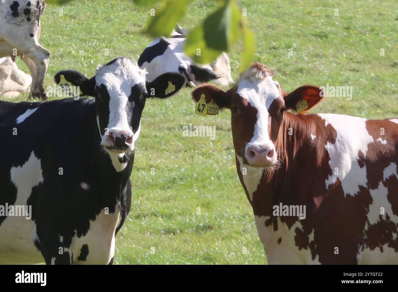 Kühe stehen am Freitag 27.09.2024 a Groß Markow Landkreis Rostock auf einer Weide. Nel Meclemburgo Vorpommern gibt es in zunehmendem Maße immer weniger Milchkühe. Einerseits haben in der zurückliegenden Jahren zahlreiche Bauern wegen der sehr geringen Milchpreise ihre Betriebe aufgegeben und anderseits konnten verschiedene Landwirte die sich ständig ändernden Bedingungen im Tierschutzrecht nicht mehr umsetzen. Damit Hat das Bild von glücklichen Kühen auf einer Weide im Nordosten schon fast Seltenheitswert. *** Le mucche sorgono su un pascolo venerdì 27 09 2024 a Groß Markow, distretto di Rostock in Mec Foto Stock