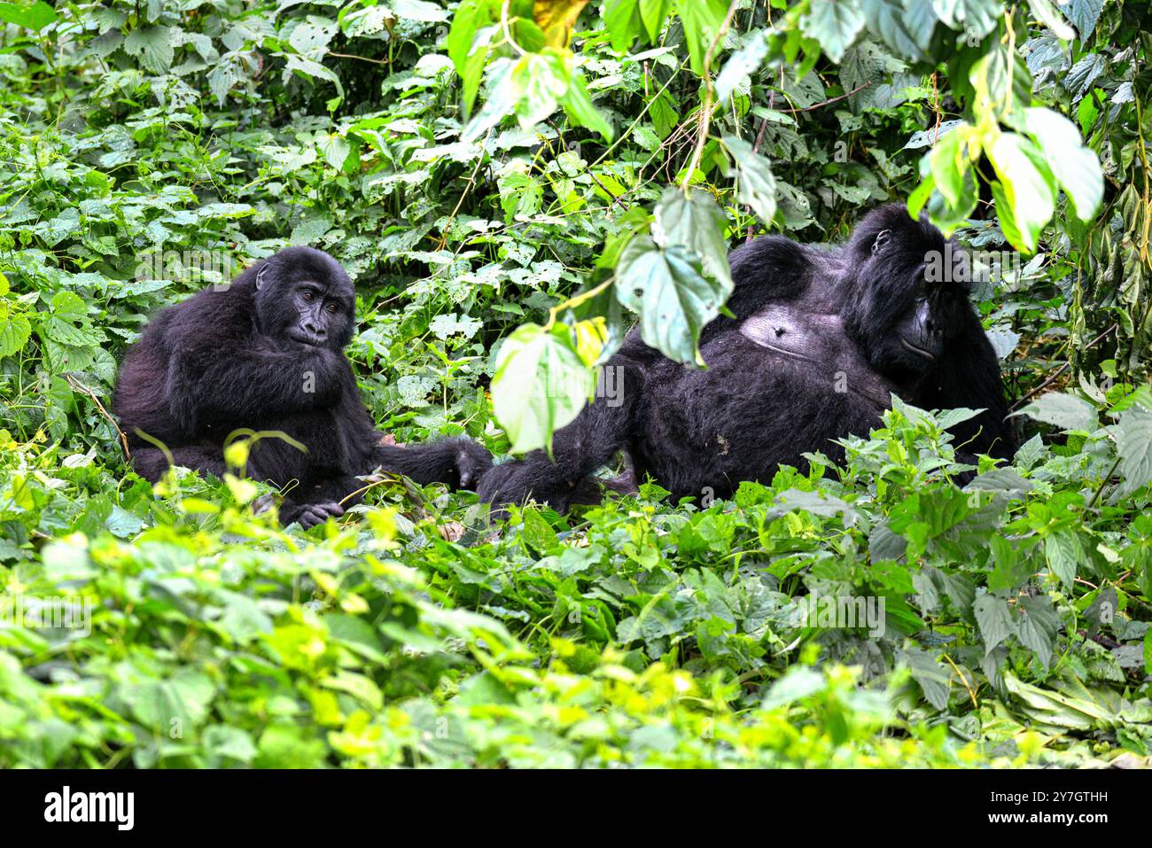 La Gorilla di montagna in via di estinzione ( Berengei berengei ) nel Parco Nazionale impenetrabile di Bwindi in Uganda. Il Parco nazionale di Bwindi è un patrimonio mondiale dell'UNESCO. Foto Stock