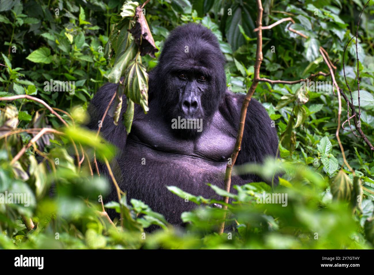 La Gorilla di montagna in via di estinzione ( Berengei berengei ) nel Parco Nazionale impenetrabile di Bwindi in Uganda. Il Parco nazionale di Bwindi è un patrimonio mondiale dell'UNESCO. Foto Stock