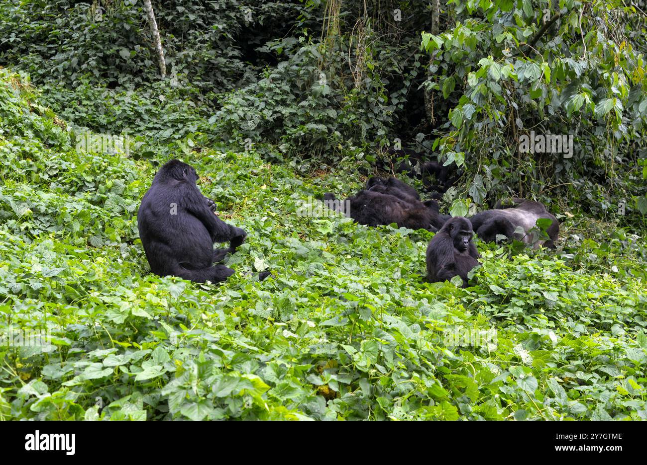 La Gorilla di montagna in via di estinzione ( Berengei berengei ) nel Parco Nazionale impenetrabile di Bwindi in Uganda. Il Parco nazionale di Bwindi è un patrimonio mondiale dell'UNESCO. Foto Stock