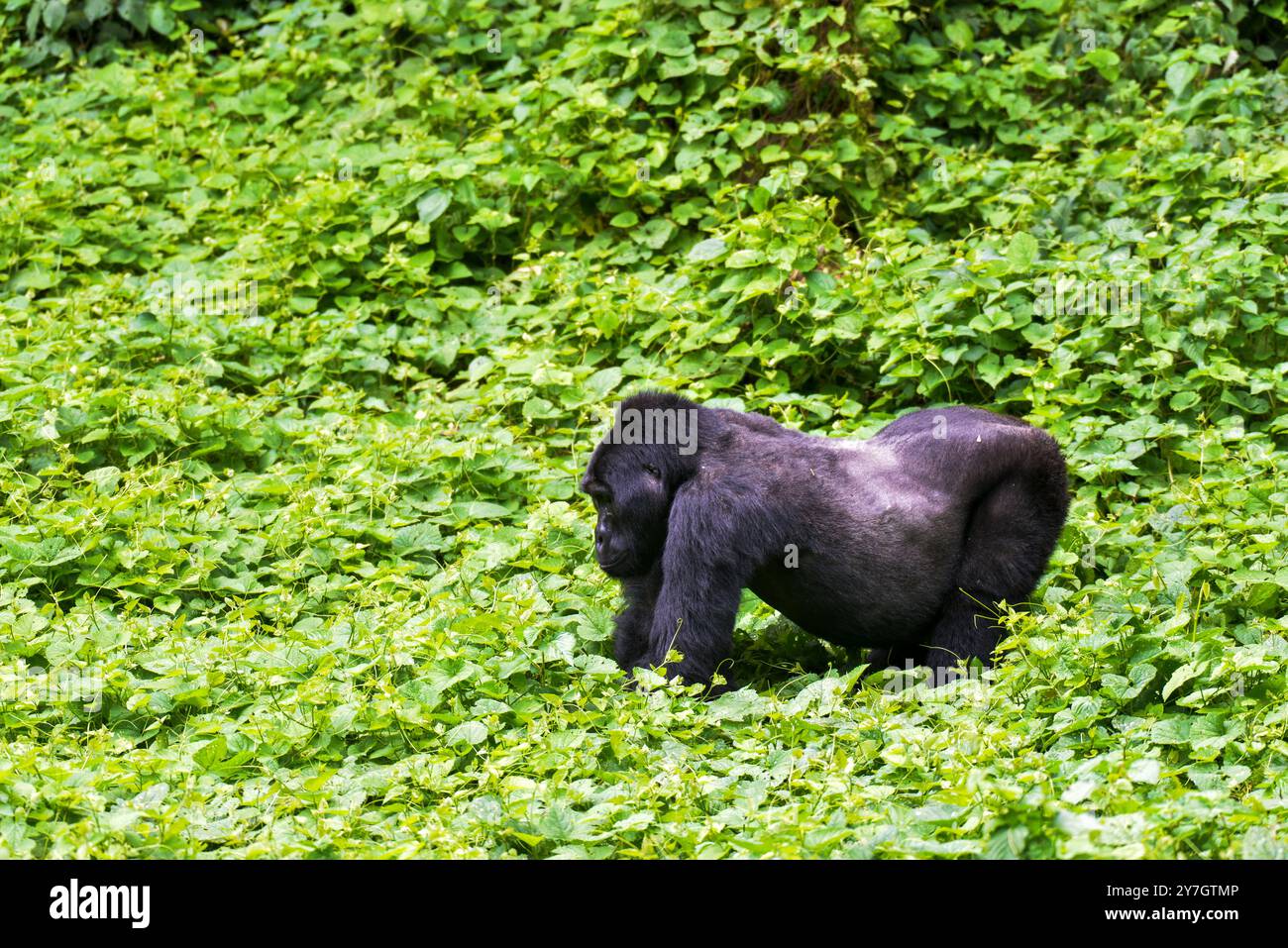 La Gorilla di montagna in via di estinzione ( Berengei berengei ) nel Parco Nazionale impenetrabile di Bwindi in Uganda. Il Parco nazionale di Bwindi è un patrimonio mondiale dell'UNESCO. Foto Stock