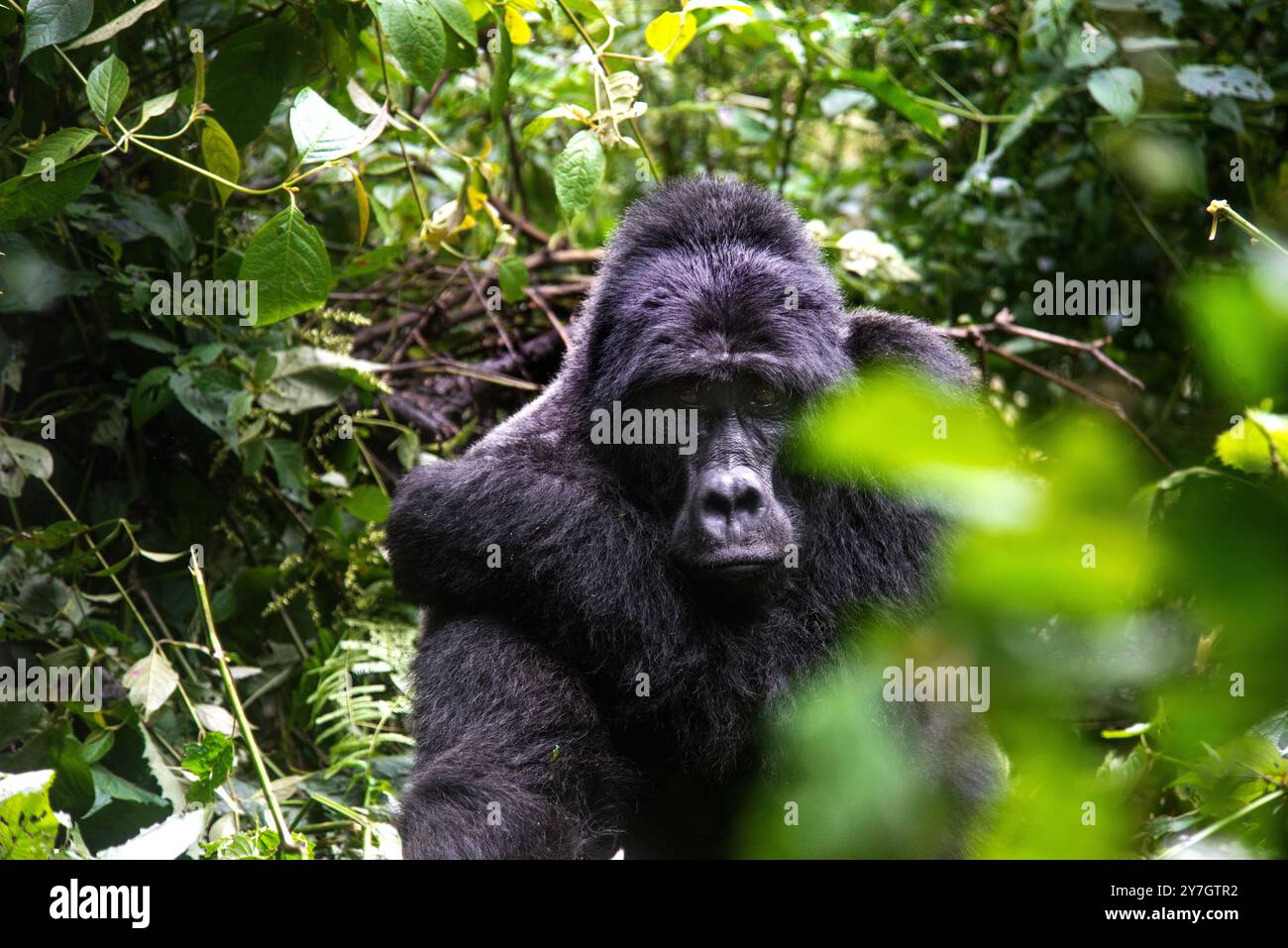 La Gorilla di montagna in via di estinzione ( Berengei berengei ) nel Parco Nazionale impenetrabile di Bwindi in Uganda. Il Parco nazionale di Bwindi è un patrimonio mondiale dell'UNESCO. Foto Stock