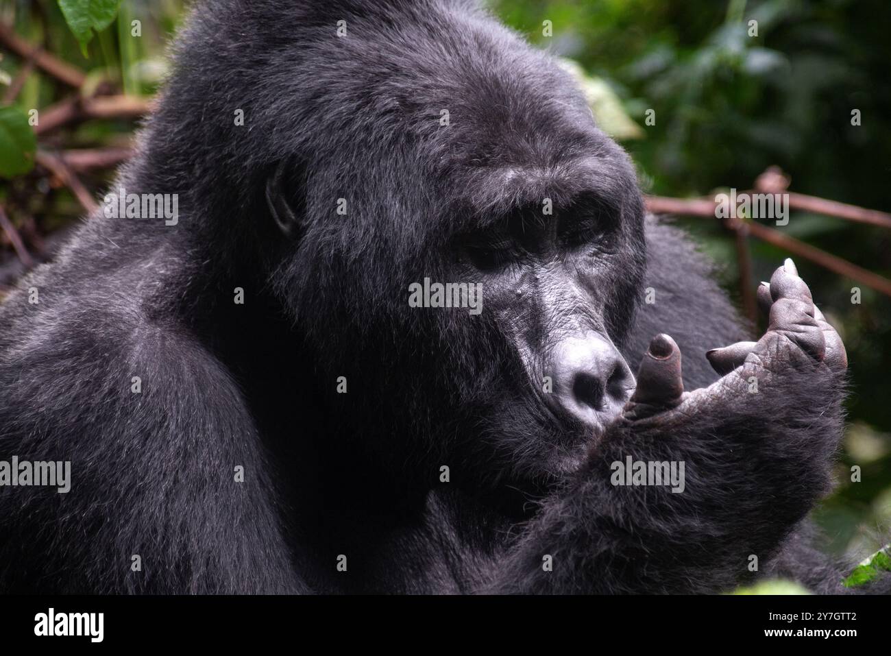 La Gorilla di montagna in via di estinzione ( Berengei berengei ) nel Parco Nazionale impenetrabile di Bwindi in Uganda. Il Parco nazionale di Bwindi è un patrimonio mondiale dell'UNESCO. Foto Stock