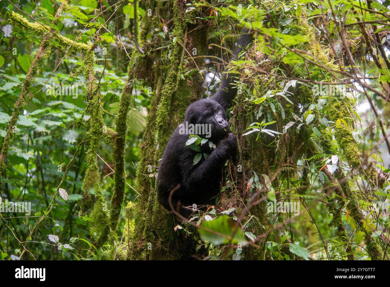 La Gorilla di montagna in via di estinzione ( Berengei berengei ) nel Parco Nazionale impenetrabile di Bwindi in Uganda. Il Parco nazionale di Bwindi è un patrimonio mondiale dell'UNESCO. Foto Stock