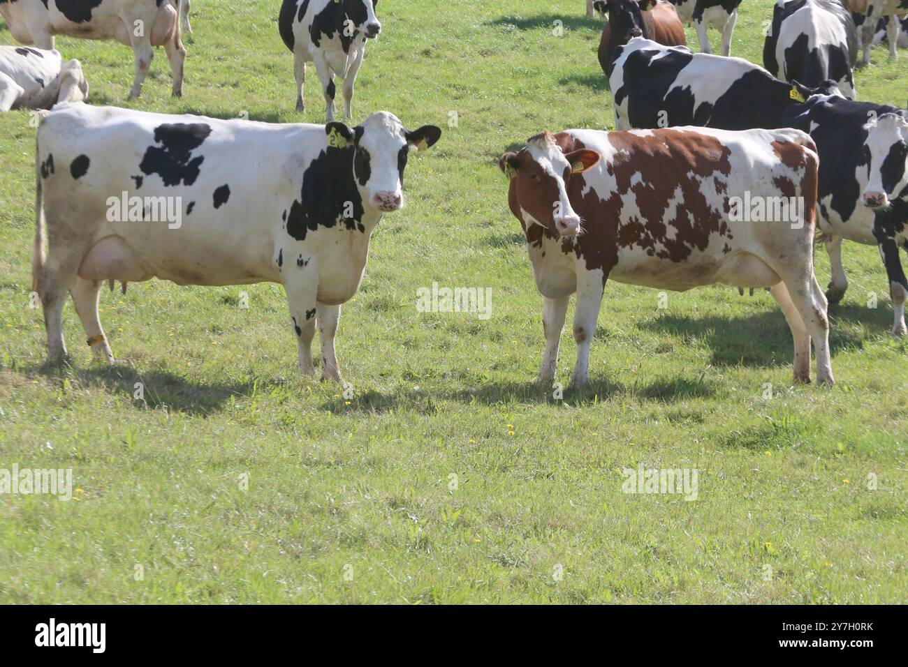 Kühe stehen am Freitag 27.09.2024 a Groß Markow Landkreis Rostock auf einer Weide. Nel Meclemburgo Vorpommern gibt es in zunehmendem Maße immer weniger Milchkühe. Einerseits haben in der zurückliegenden Jahren zahlreiche Bauern wegen der sehr geringen Milchpreise ihre Betriebe aufgegeben und anderseits konnten verschiedene Landwirte die sich ständig ändernden Bedingungen im Tierschutzrecht nicht mehr umsetzen. Damit Hat das Bild von glücklichen Kühen auf einer Weide im Nordosten schon fast Seltenheitswert. *** Le mucche sorgono su un pascolo venerdì 27 09 2024 a Groß Markow, distretto di Rostock in Mec Foto Stock