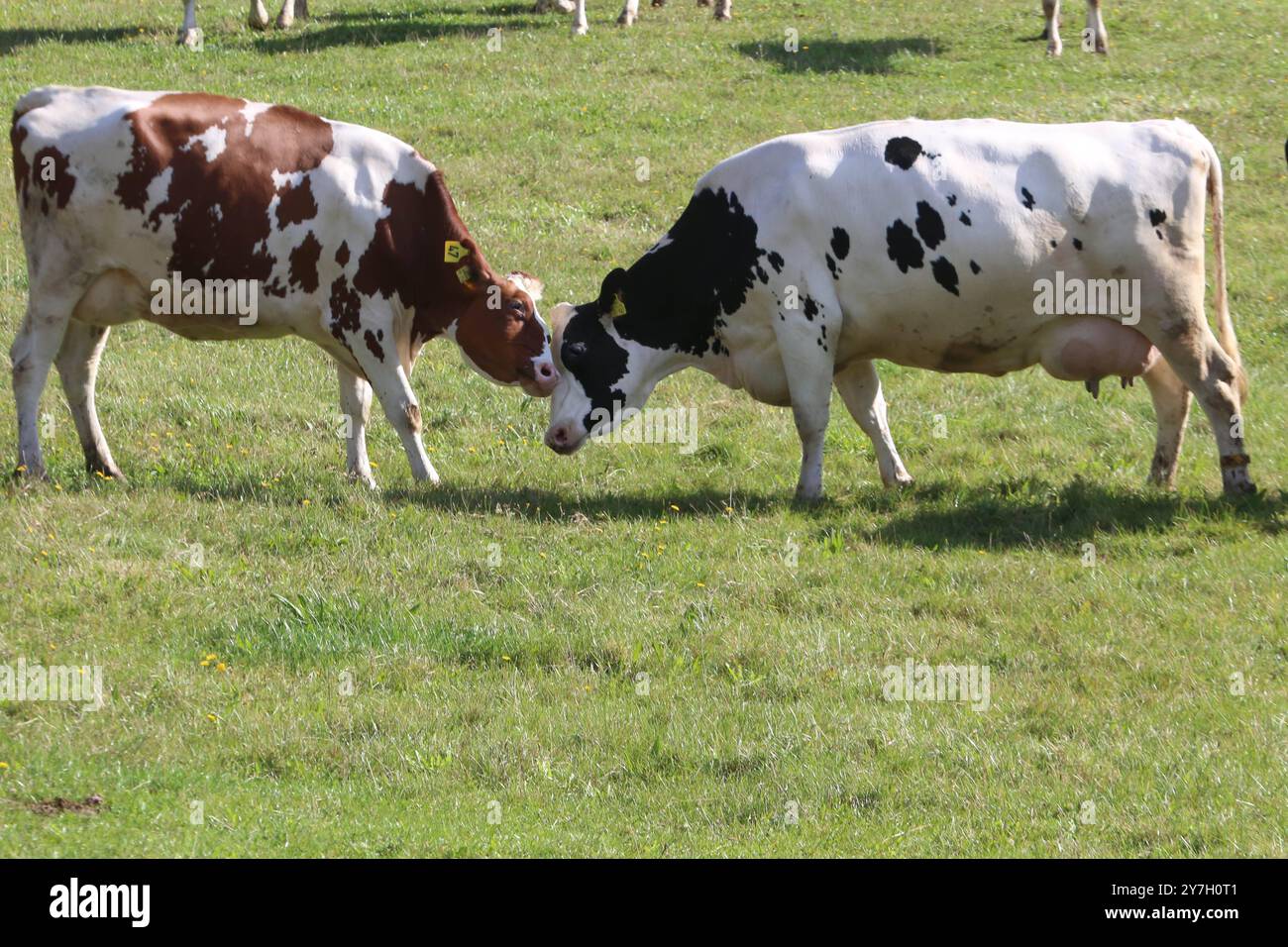 Kühe stehen am Freitag 27.09.2024 a Groß Markow Landkreis Rostock auf einer Weide. Nel Meclemburgo Vorpommern gibt es in zunehmendem Maße immer weniger Milchkühe. Einerseits haben in der zurückliegenden Jahren zahlreiche Bauern wegen der sehr geringen Milchpreise ihre Betriebe aufgegeben und anderseits konnten verschiedene Landwirte die sich ständig ändernden Bedingungen im Tierschutzrecht nicht mehr umsetzen. Damit Hat das Bild von glücklichen Kühen auf einer Weide im Nordosten schon fast Seltenheitswert. *** Le mucche sorgono su un pascolo venerdì 27 09 2024 a Groß Markow, distretto di Rostock in Mec Foto Stock