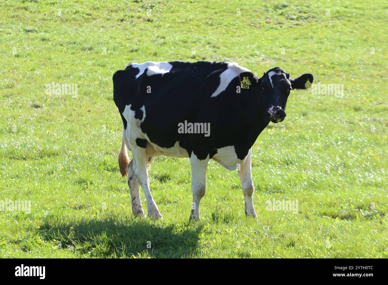 Eine Kuh steht am Freitag 27.09.2024 a Groß Markow Landkreis Rostock auf einer Weide. Nel Meclemburgo Vorpommern gibt es in zunehmendem Maße immer weniger Milchkühe. Einerseits haben in der zurückliegenden Jahren zahlreiche Bauern wegen der sehr geringen Milchpreise ihre Betriebe aufgegeben und anderseits konnten verschiedene Landwirte die sich ständig ändernden Bedingungen im Tierschutzrecht nicht mehr umsetzen. Damit Hat das Bild von glücklichen Kühen auf einer Weide im Nordosten schon fast Seltenheitswert. *** Una mucca sorge su un pascolo venerdì 27 09 2024 a Groß Markow, Rostock distretto i Foto Stock
